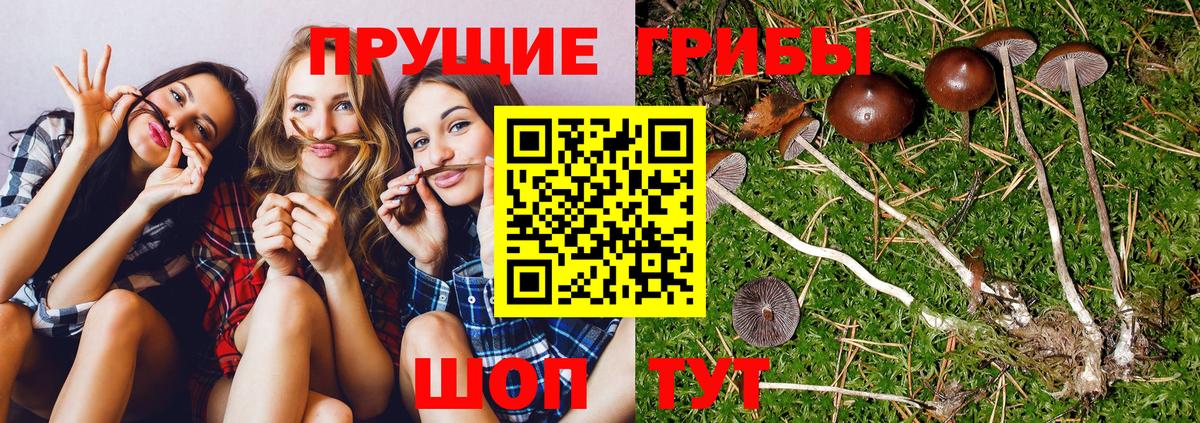 Галлюциногенные грибы Cubensis  Вход с VPN  Химки 